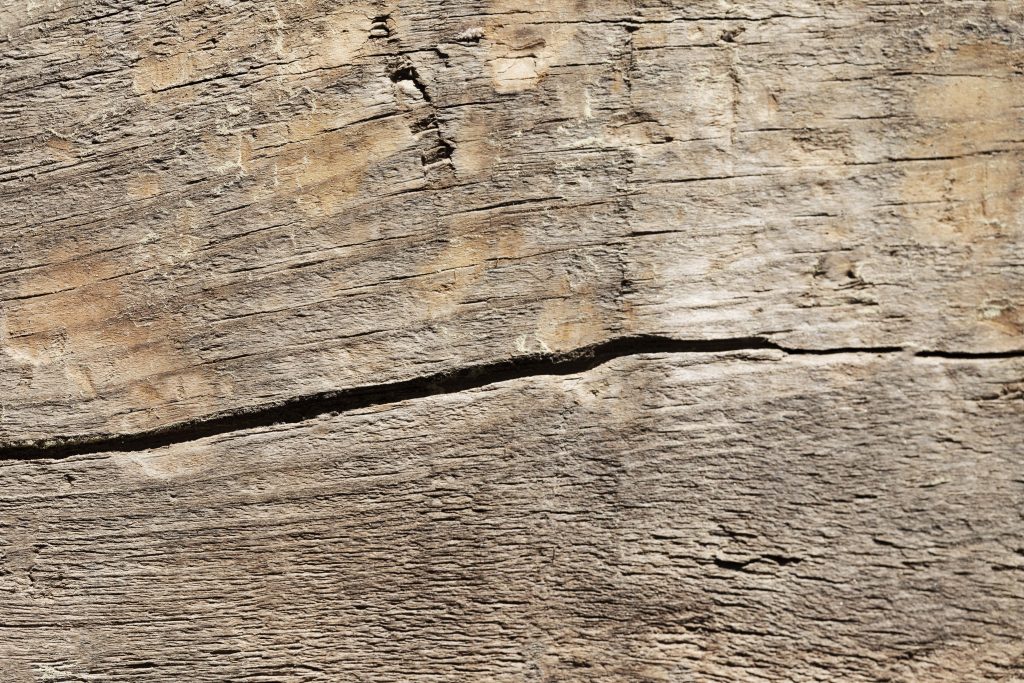 Eliminare i tarli in modo ecologico una guida pratica