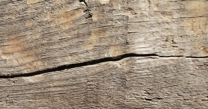 Eliminare i tarli in modo ecologico una guida pratica